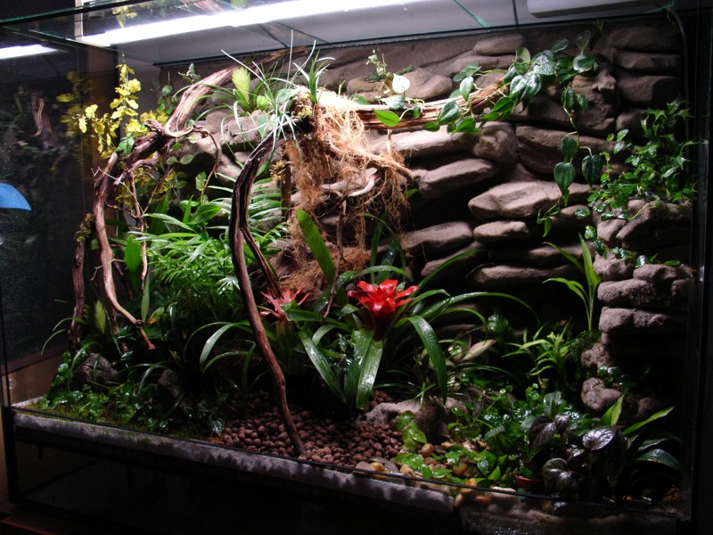 terarium09.JPG