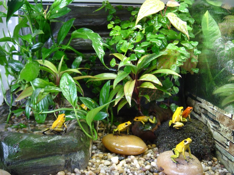 terarium14.JPG