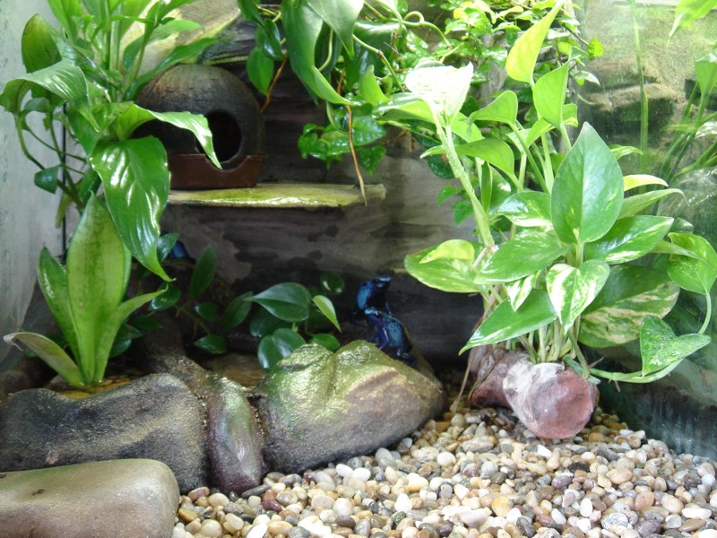 terarium18.JPG