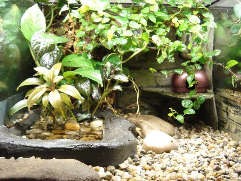 terarium19.JPG